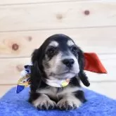 ミニチュアダックスフンド(ロング)【愛媛県・男の子・2025年8月2日・ブラック&イエロー】の写真4