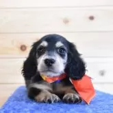 ミニチュアダックスフンド(ロング)【愛媛県・男の子・2025年8月2日・ブラック&イエロー】の写真7