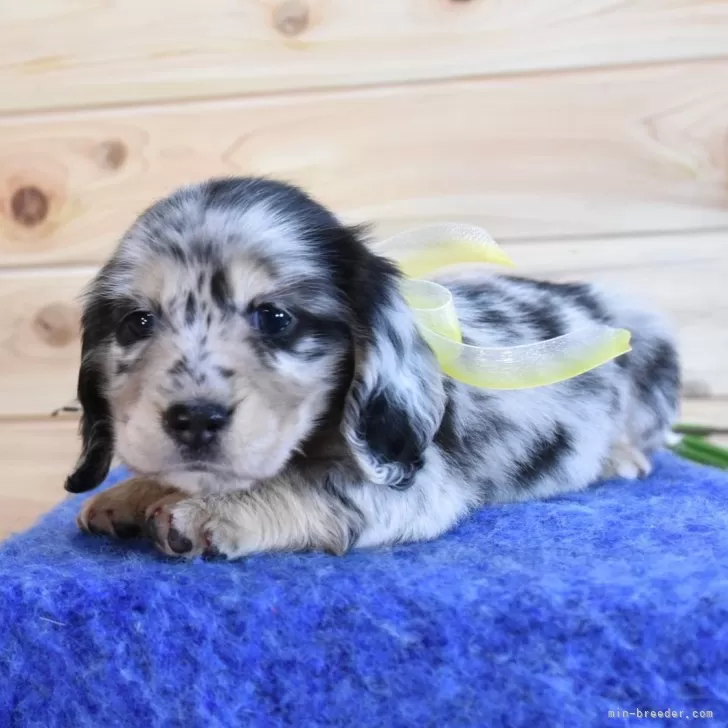 E.Y 様のお迎えした子犬