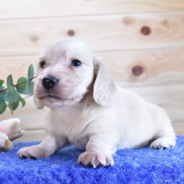 ID：2406-02035の子犬