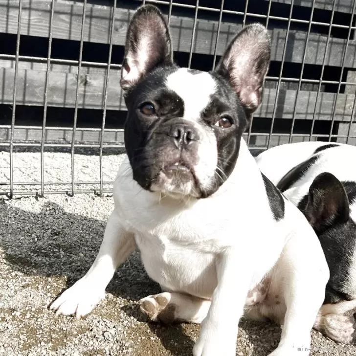 ID：2501-06776の子犬