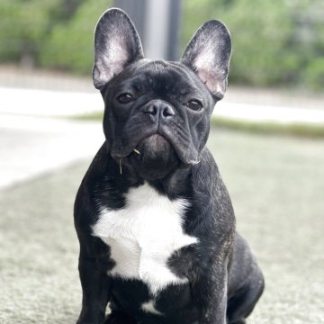 フレンチブルドッグ【香川県・女の子・2025年4月23日・ブリンドル】の写真「お顔の可愛い女の子」