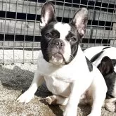 フレンチブルドッグ【香川県・女の子・2024年10月2日・パイド】の写真1「ガッチリ骨太です」