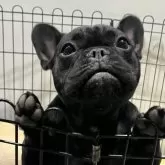 フレンチブルドッグ