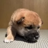 柴犬(標準サイズ)