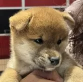 柴犬(標準サイズ)