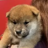 柴犬(標準サイズ)