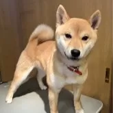 柴犬(標準サイズ)【埼玉県・女の子・2025年9月17日・赤】の写真2「優しいお顔立ちがとても魅力的です。」