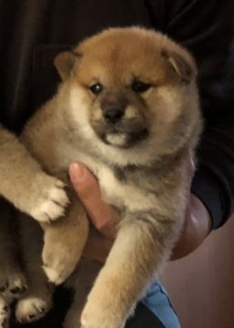 柴犬(標準サイズ)【埼玉県・女の子・2017年12月16日・赤】の写真「展覧会入賞犬の子犬。良質な血統の健康な子犬です。」