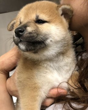 柴犬(標準サイズ)【埼玉県・女の子・2018年9月18日・赤】の写真「たぬき顔の甘えん坊」