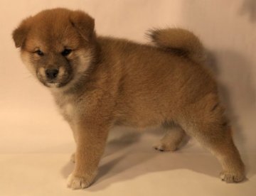 柴犬(標準サイズ)【埼玉県・男の子・2017年12月16日・赤】の写真「展覧会入賞犬の子犬。良質な血統の健康な子犬です。」