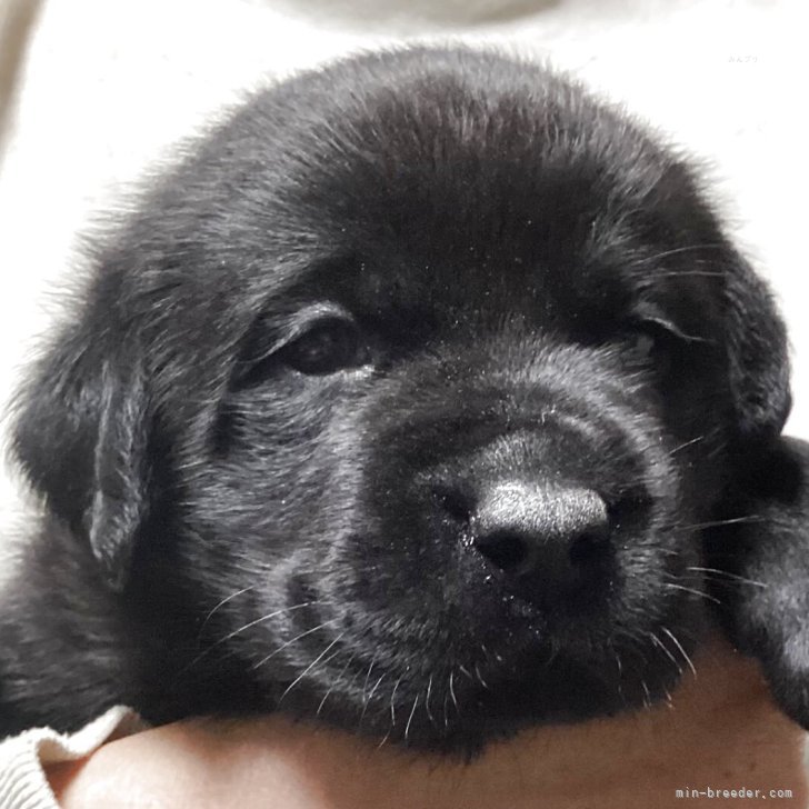 ブリーダー画像