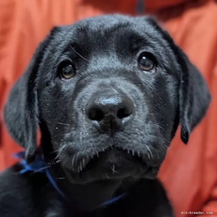 ID：2503-00716の子犬