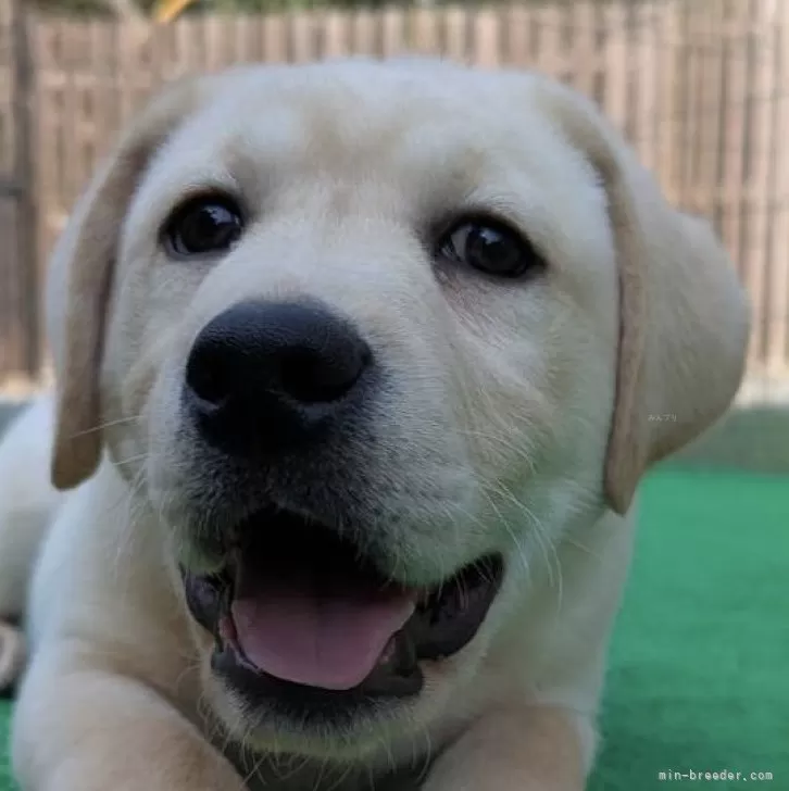 ID：2501-08096の子犬