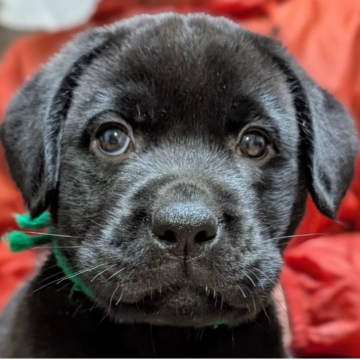 ラブラドールレトリバー【熊本県・男の子・2025年2月12日・ブラック】の写真「骨太、可愛い黒ラブ 男の子」