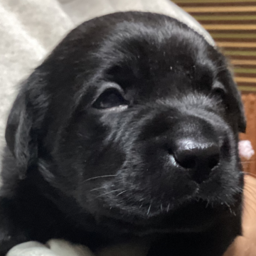 ラブラドールレトリバー【熊本県・女の子・2025年10月2日・ブラック】の写真「可愛い黒ラブ女の子」