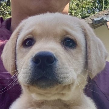 ラブラドールレトリバー【熊本県・男の子・2024年12月25日・イエロー】の写真「お鼻真っ黒 可愛いイエロー男の子」