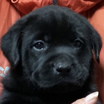 ラブラドールレトリバー【熊本県・男の子・2025年2月12日・ブラック】の写真「骨太、可愛い黒ラブ 男の子」