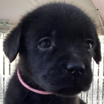 ラブラドールレトリバー【熊本県・女の子・2025年10月28日・ブラック】の写真「可愛い黒ラブ女の子」
