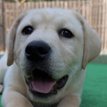 ラブラドールレトリバー【熊本県・男の子・2024年12月16日・イエロー】の写真「骨太、お鼻真っ黒、ブサイクな 男の子」