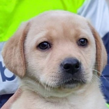 ラブラドールレトリバー【熊本県・女の子・2025年2月12日・イエロー】の写真「可愛いイエロー女の子」