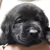 ラブラドールレトリバー【熊本県・男の子・2025年10月2日・ブラック】の写真1