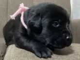 ラブラドールレトリバー【熊本県・女の子・2024年12月5日・クロ】の写真14