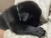 ラブラドールレトリバー【熊本県・男の子・2025年10月2日・ブラック】の写真5