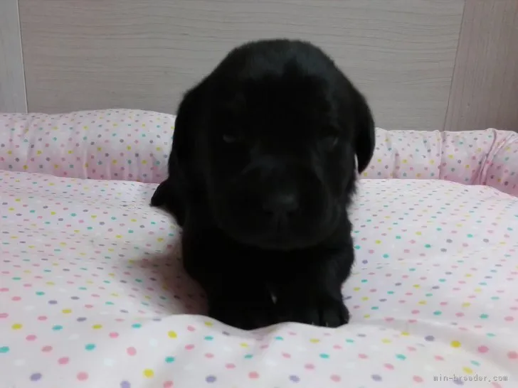 ID:1803-02653の子犬