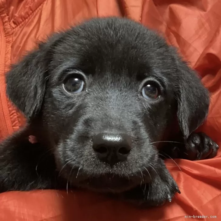 ID：2408-04230の子犬