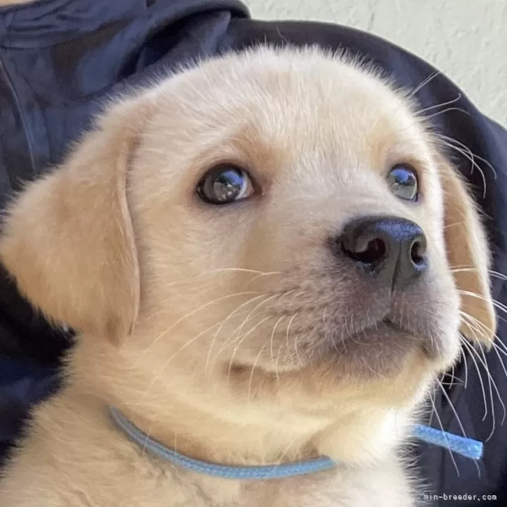 ID：2405-00727の子犬