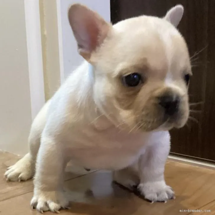 ID：2208-03593の子犬