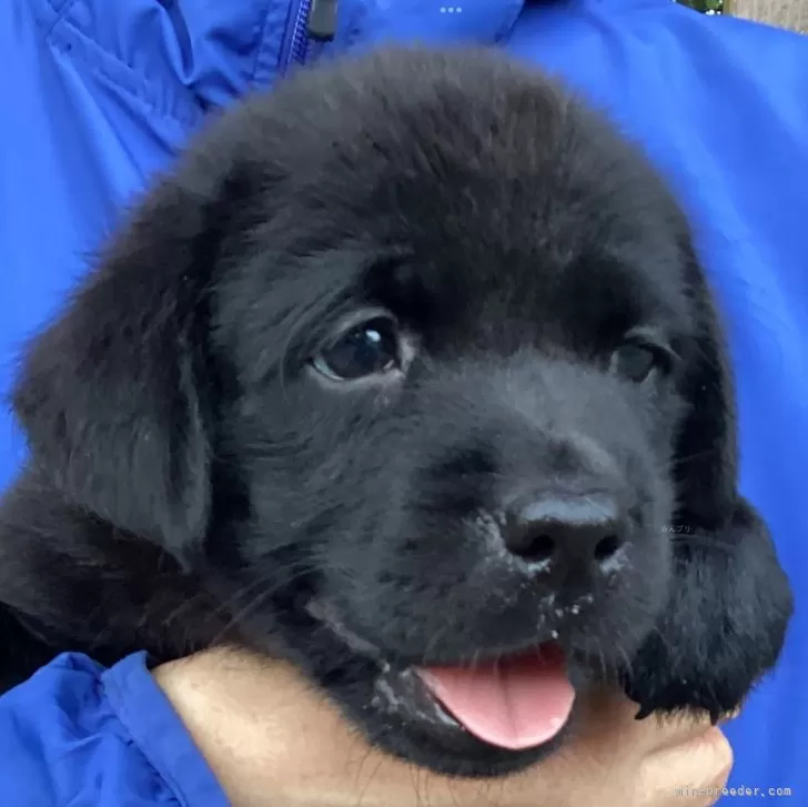 ID:2407-04804の子犬