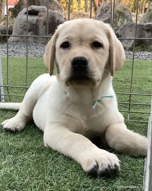 ID:2203-02006の子犬