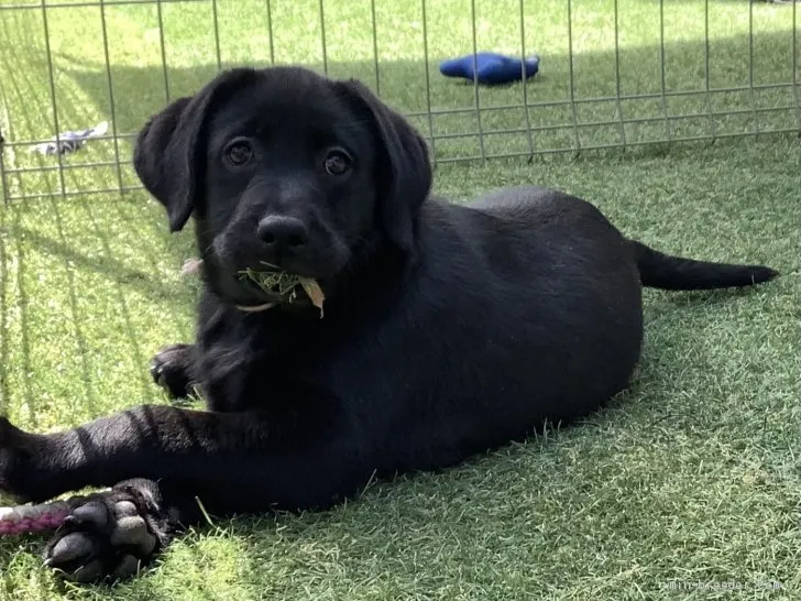 ID：2104-01548の子犬