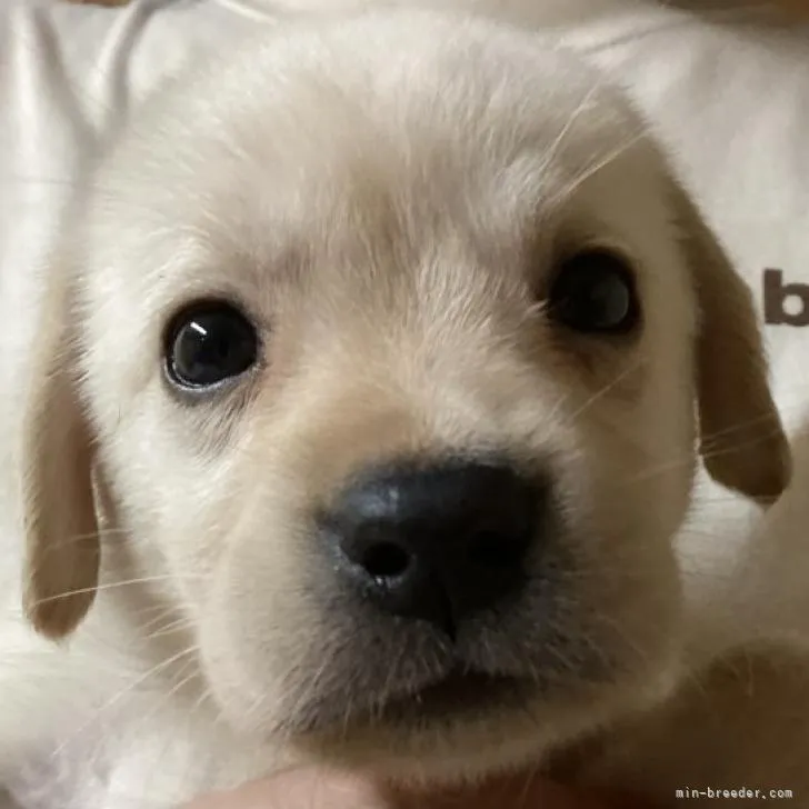 ID：2208-03939の子犬