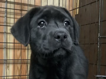 ラブラドールレトリバー【熊本県・女の子・2021年8月22日・ブラック】の写真「可愛い黒ラブの女の子」