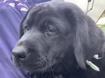 ラブラドールレトリバー【熊本県・女の子・2021年2月13日・ブラック】の写真「可愛い黒ラブの女の子」
