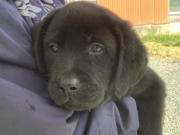 ラブラドールレトリバー【熊本県・男の子・2021年2月3日・ブラック】の写真「可愛い黒ラブ男の子」