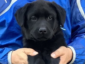 ラブラドールレトリバー【熊本県・男の子・2021年9月20日・ブラック】の写真「可愛いイケメン黒ラブ男の子」