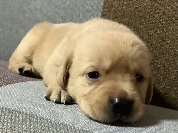 ラブラドールレトリバー【熊本県・女の子・2021年4月24日・】の写真「可愛い イエロー女の子」