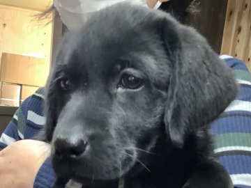 ラブラドールレトリバー【熊本県・女の子・2021年9月27日・ブラック】の写真「可愛い黒ラブ女の子」