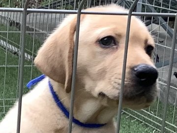 ラブラドールレトリバー【熊本県・男の子・2021年4月24日・イエロー】の写真「イケメンで可愛い イエロー男の子」