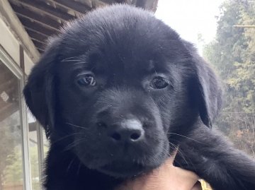 ラブラドールレトリバー【熊本県・男の子・2022年1月1日・ブラック】の写真「可愛い黒ラブの男の子」