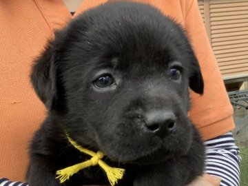 ラブラドールレトリバー【熊本県・男の子・2021年9月20日・ブラック】の写真「超可愛い〜黒ラブ男の子」