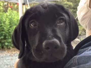 ラブラドールレトリバー【熊本県・男の子・2021年2月3日・ブラック】の写真「可愛い黒ラブ男の子」