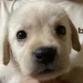 ラブラドールレトリバー【熊本県・女の子・2022年7月22日・イエロー】の写真1「8月23日撮影」