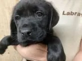 ラブラドールレトリバー【熊本県・男の子・2022年6月2日・ブラック】の写真2
