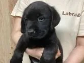 ラブラドールレトリバー【熊本県・男の子・2022年6月2日・ブラック】の写真3