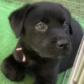 ラブラドールレトリバー【熊本県・女の子・2024年3月9日・ブラック】の写真4